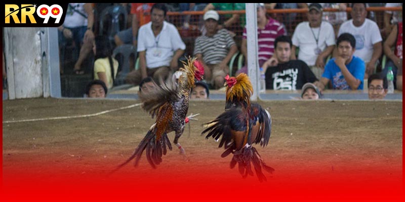 Lý do giúp live đá gà thomo được nhiều người biết đến