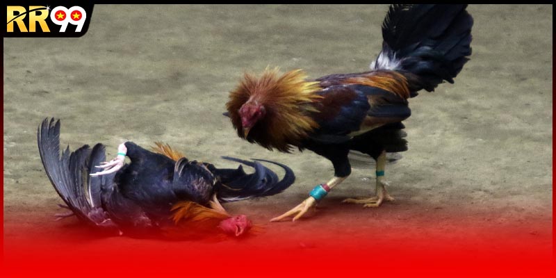 Tham gia cược chọi gà tre tại Rr99 chất và uy tín