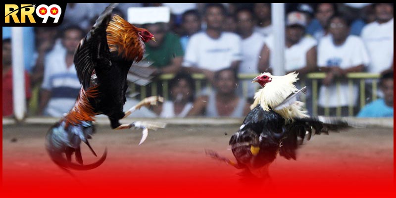 Tổng quan về đá gà philippines trực tiếp